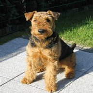 airedale dog for sale