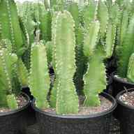 large cactus plants for sale
