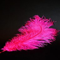 feather tickle for sale
