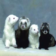 ferrets for sale