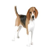 beagle pet for sale