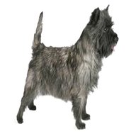 cairn dog for sale