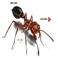 red ant for sale
