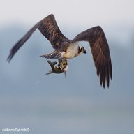 osprey for sale