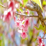 flowering trees for sale