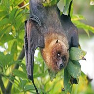 flying fox for sale