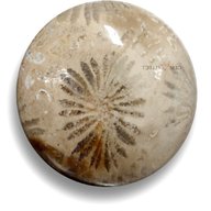 fossil coral for sale