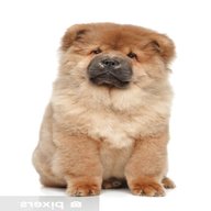 chow chow puppies for sale