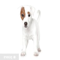 jack russell puppy for sale