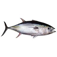 tuna fish for sale