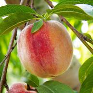 peach trees for sale