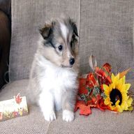 sheltie puppy for sale