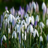 snow drops for sale
