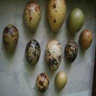 game bird eggs for sale