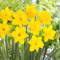 daffodil bulbs for sale