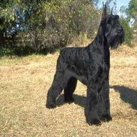 giant schnauzer dog for sale