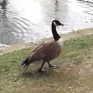 live goose for sale