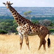 tall giraffe for sale