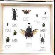 insect specimens for sale