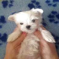maltese gorgeous for sale