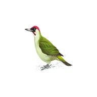 woodpecker green for sale