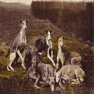vintage greyhound for sale