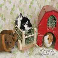 guinea pig accessories for sale