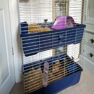 guinea pig indoor for sale