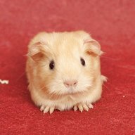 baby guineapig for sale