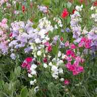 sweet pea for sale