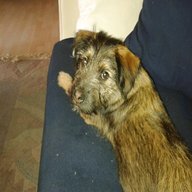 border terrier for sale