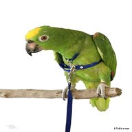 parrot harness for sale
