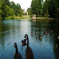 duck pond for sale