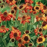 helenium seeds for sale