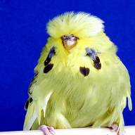 budgie budgerigar for sale for sale