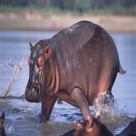 hippos for sale