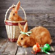 easter bunnies for sale