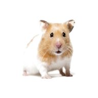 hamster for sale