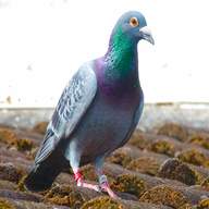homing pigeon for sale