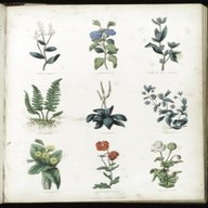 culpeper herbal for sale