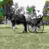 horse drawn vehicles for sale