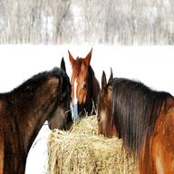 horse hay for sale