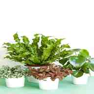 indoor plants house plants for sale