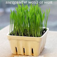 wheatgrass for sale