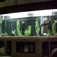 10ft fish tank for sale