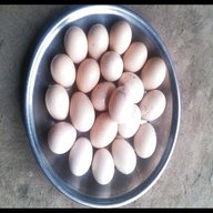 asil eggs for sale