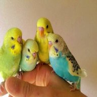 baby budgies for sale