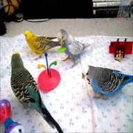 budgie toys for sale