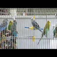cage birds for sale