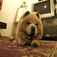 chow chow dog for sale